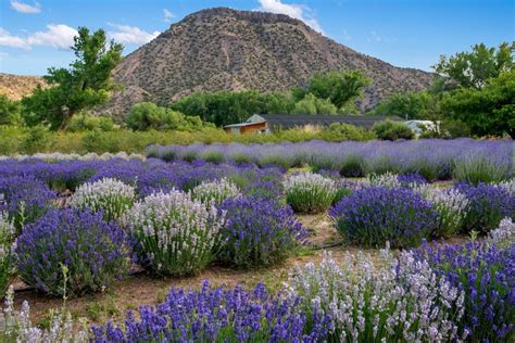 The Outreach effort at St. . Purple adobe lavender farm for sale